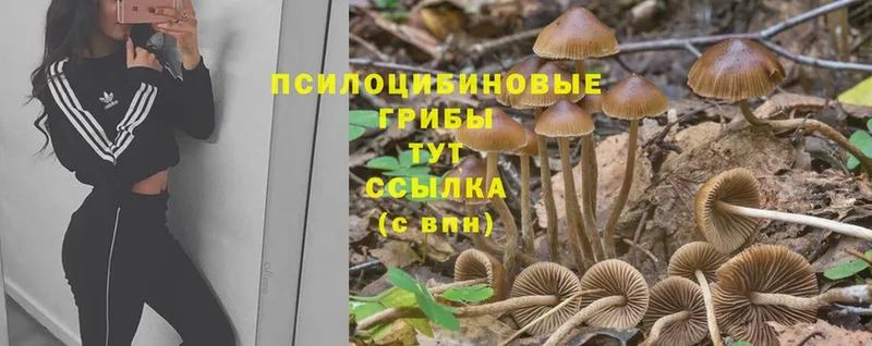 Псилоцибиновые грибы MAGIC MUSHROOMS  магазин продажи   Велиж 